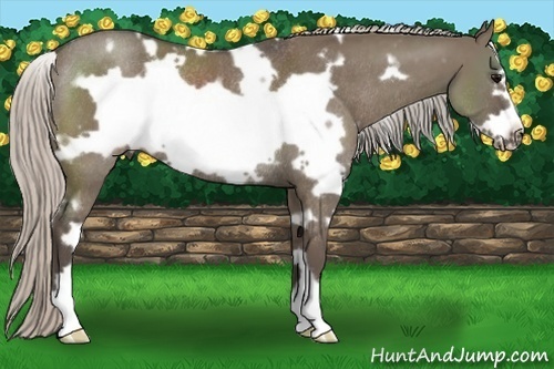 Horse Color:White Spotted Silver Grullo Frame Rabicano