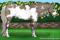 Horse Color:White Spotted Silver Grullo Frame Rabicano