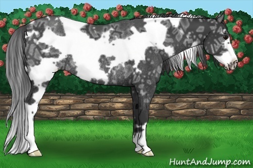 Horse Color:White Spotted Black Ice Frame Rabicano