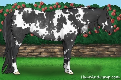 Horse Color:White Spotted Black Rabicano 