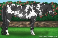 Horse Color:White Spotted Black Rabicano 