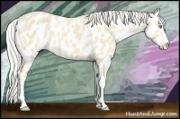 Horse Color:Cremello Appaloosa 