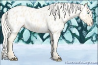Horse Color:Cremello Appaloosa 