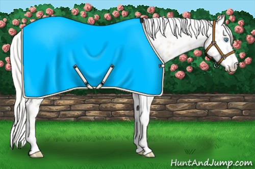 Horse Color:Cremello Near Leopard 
