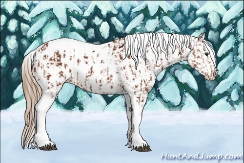 Horse Color:Silver Bay Tobiano Appaloosa  and Chestnut Appaloosa 
