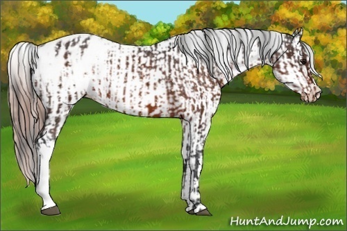 Horse Color:Brown Appaloosa  and Liver Chestnut Appaloosa 