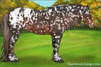 Horse Color:Brown Appaloosa  and Liver Chestnut Appaloosa 