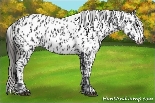 Horse Color:Black Appaloosa  and Black Appaloosa Rabicano 