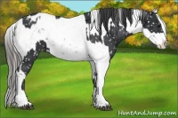 Horse Color:Black Appaloosa and Black Tobiano Appaloosa