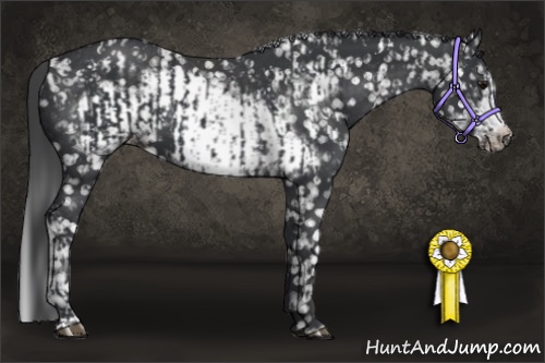 Horse Color:Black Appaloosa and Black Frame Appaloosa