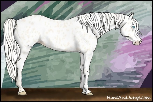 Horse Color:Cremello Appaloosa 