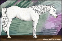 Horse Color:Cremello Appaloosa 