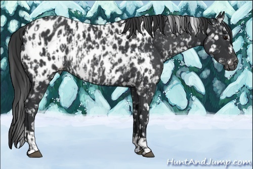 Horse Color:Black Near Leopard  and Black Near Leopard Rabicano 
