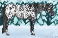 Horse Color:Black Near Leopard  and Black Near Leopard Rabicano 
