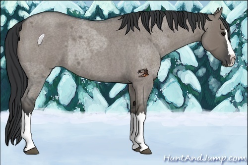Horse Color:Grullo Roan Sabino Splash  and Grullo Roan Sabino Splash Rabicano 