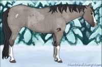 Horse Color:Grullo Roan Sabino Splash  and Grullo Roan Sabino Splash Rabicano 