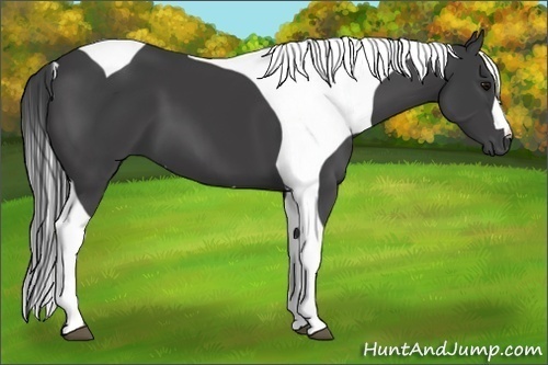 Horse Color:Smoky Black Tobiano