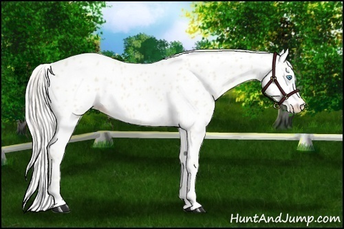 Horse Color:Cremello Appaloosa 