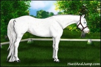 Horse Color:Cremello Leopard