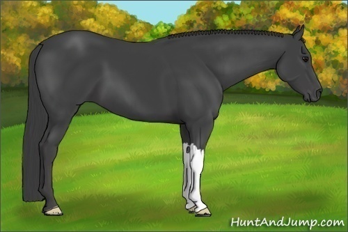 Horse Color:Smoky Black 