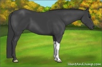 Horse Color:Smoky Black