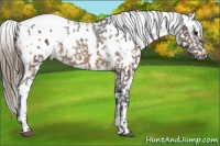 Horse Color:Buckskin Snowflake Varnish and Liver Chestnut Blanket
