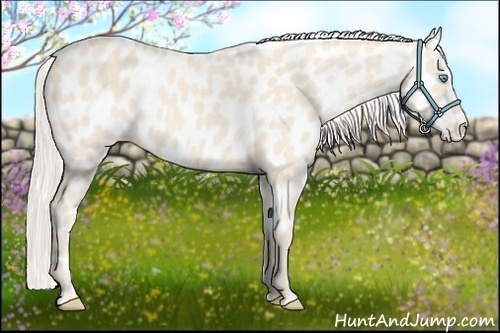 Horse Color:Cremello Near Leopard 