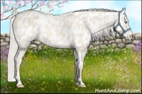Horse Color:Cremello Near Leopard 