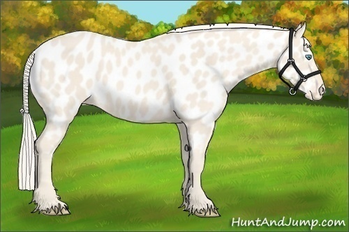 Horse Color:Cremello Near Leopard 