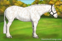 Horse Color:Cremello Near Leopard 