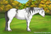 Horse Color:White Spotted Liver Chestnut Sabino 