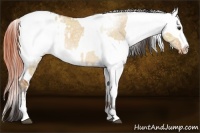 Horse Color:Brown Roan Dun Tobiano Appaloosa and Brown Roan Dun Tobiano Appaloosa