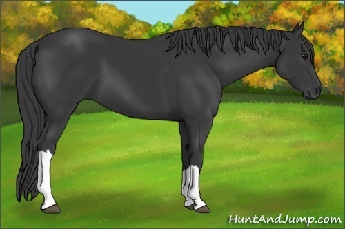 Horse Color:Smoky Black 