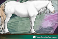 Horse Color:Chestnut Near Leopard  and Chestnut Near Leopard 