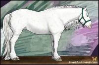 Horse Color:Cremello Appaloosa