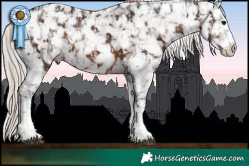 Horse Color:White Spotted Silver Black Appaloosa  and White Spotted Liver Chestnut Appaloosa 