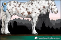 Horse Color:White Spotted Silver Black Appaloosa  and White Spotted Liver Chestnut Appaloosa 
