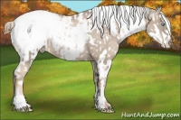 Horse Color:Chocolate Palomino Pearl Appaloosa and Chestnut Appaloosa