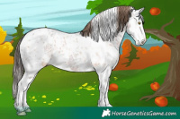 Horse Color:Liver Red Ice Roan Splash Tobiano  and Bay Ice Roan Blanket 