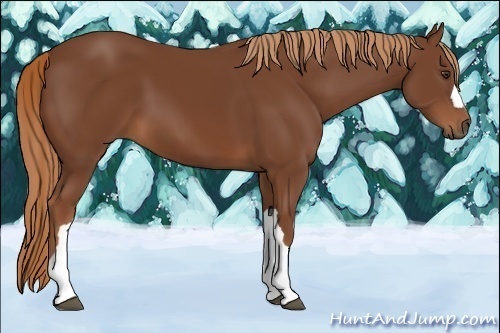 Horse Color:Chestnut 