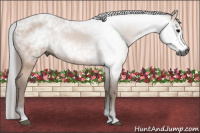 Horse Color:Gray Bay 