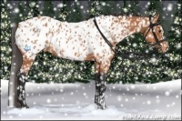 Horse Color:Bay Appaloosa  and Bay Appaloosa Rabicano 