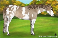 Horse Color:Liver Chestnut Splash Appaloosa 