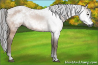 Horse Color:Gray Bay