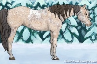 Horse Color:Brown Ice Appaloosa and Bay Ice