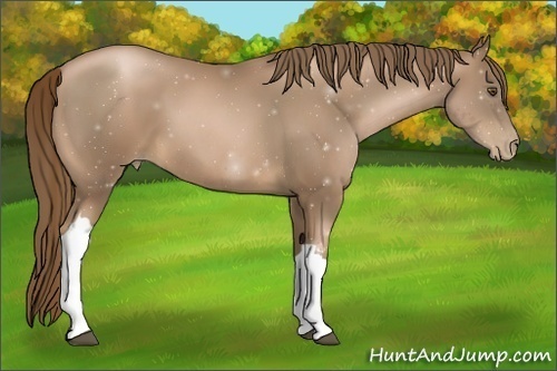 Horse Color:Liver Chestnut Pearl 