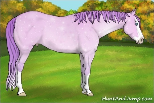 Horse Color:Watercolor Perlino Dun Splash 