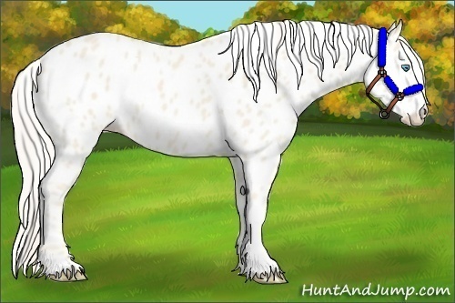 Horse Color:Cremello Leopard