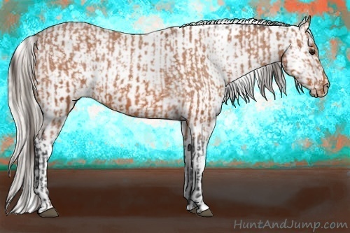 Horse Color:Bay Appaloosa  and Silver Bay Appaloosa 