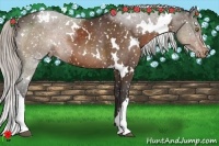 Horse Color:White Spotted Silver Brown Appaloosa 